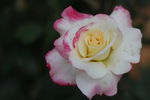 玫瑰花