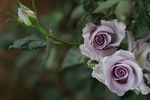 玫瑰花