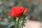 玫瑰花