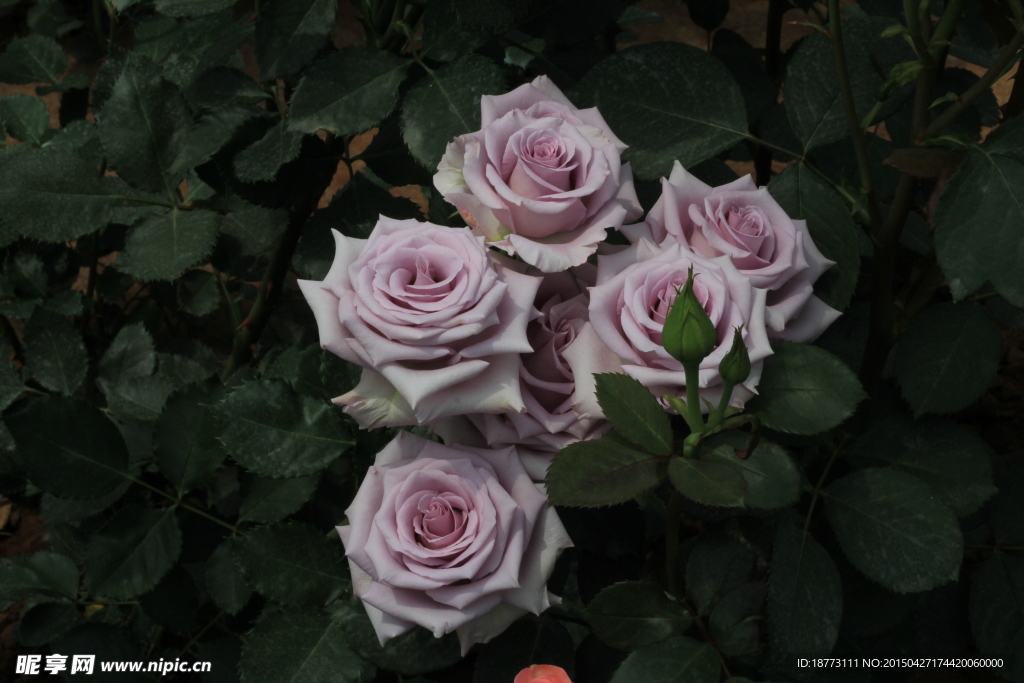紫色玫瑰花