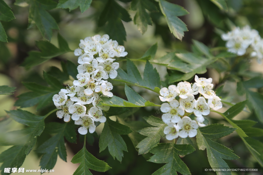 山楂花