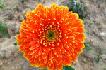 非洲菊