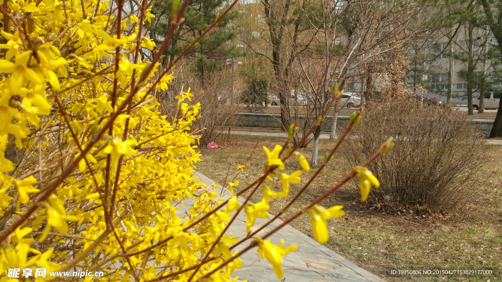 春天园林里黄色的花