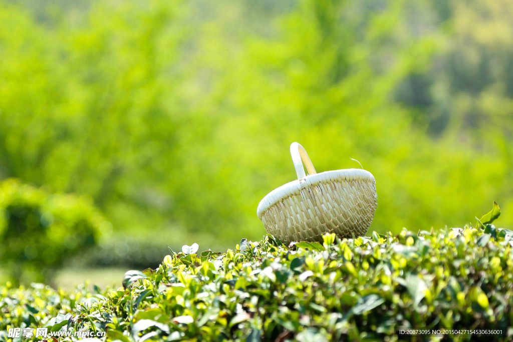 茶叶