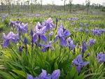 一片蓝紫鸢尾花