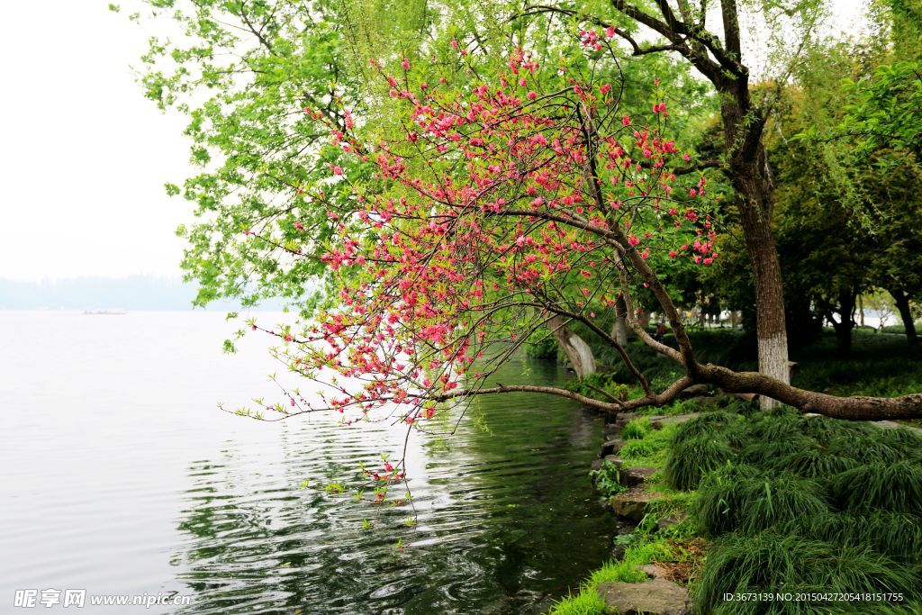 湖边桃花