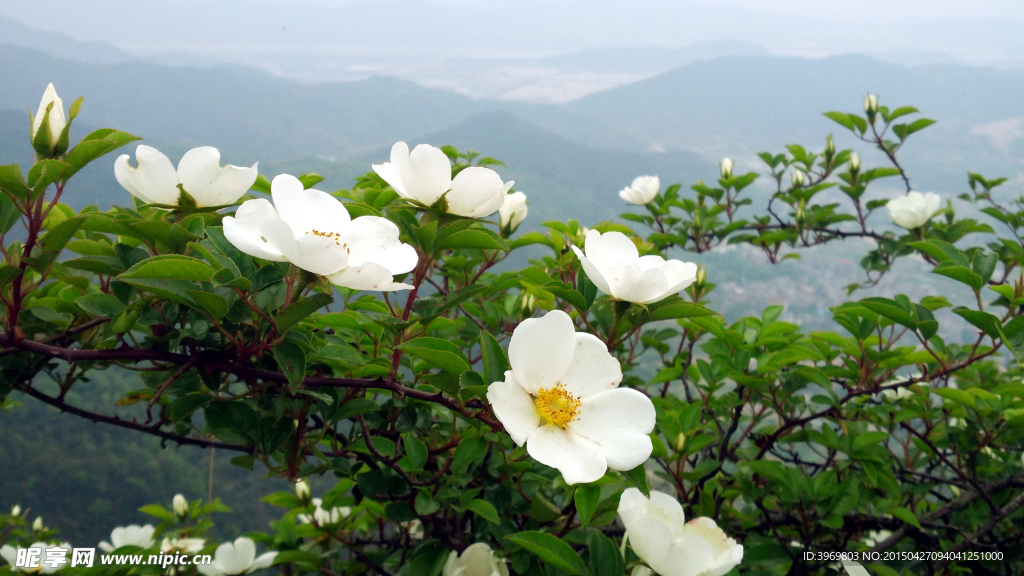 白色花