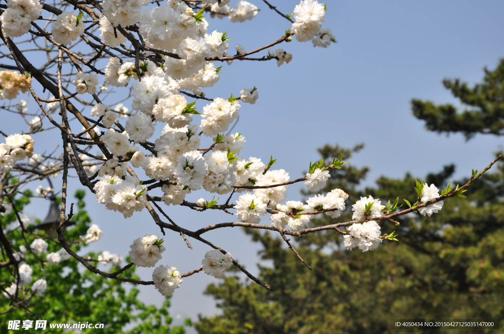 樱花