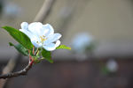 孤芳自赏