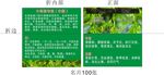 中草药名片