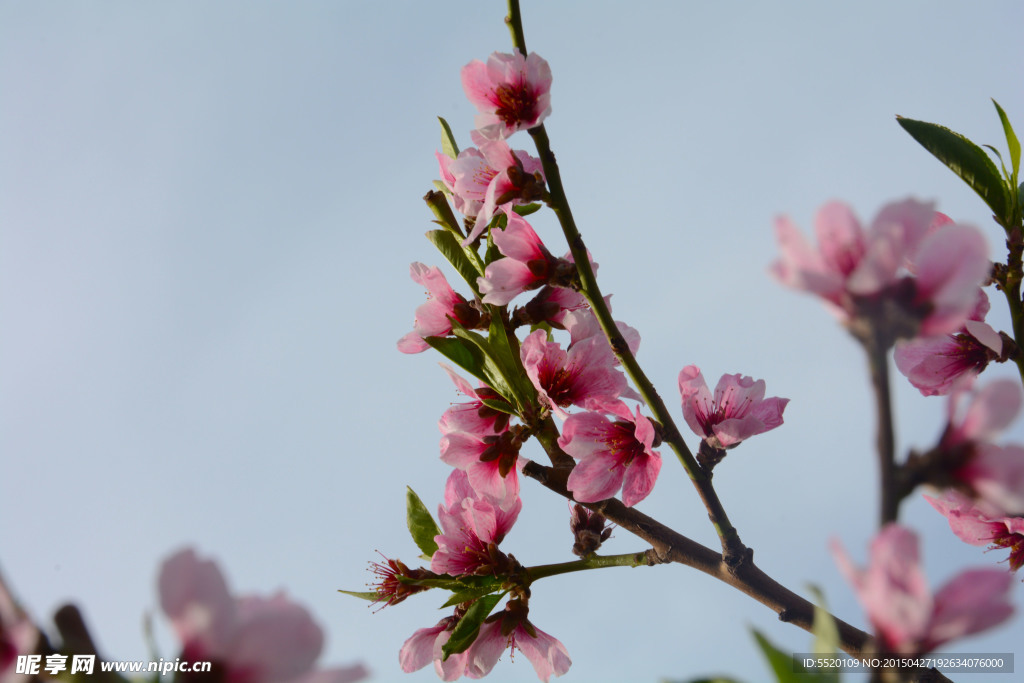 桃花