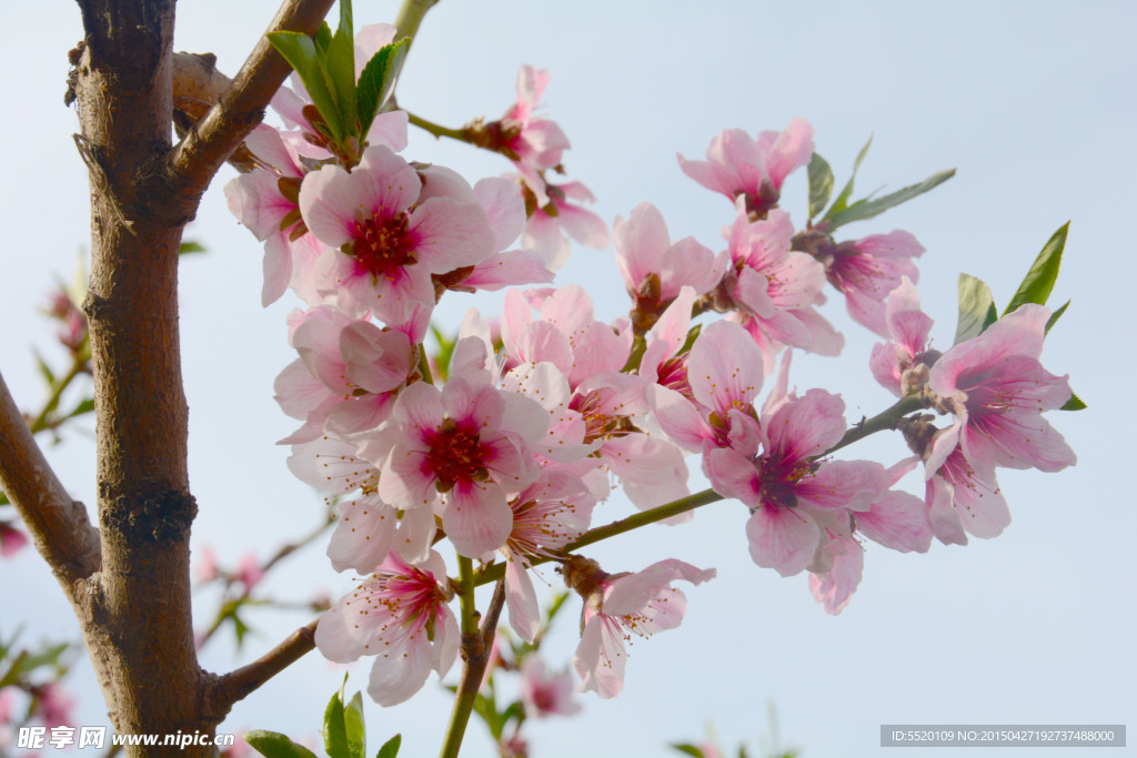 桃花
