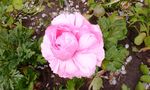 花毛茛