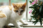小花猫