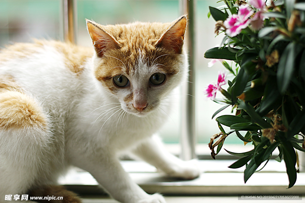 小花猫