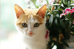 小花猫