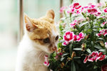 小猫和花儿