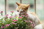 猫和花
