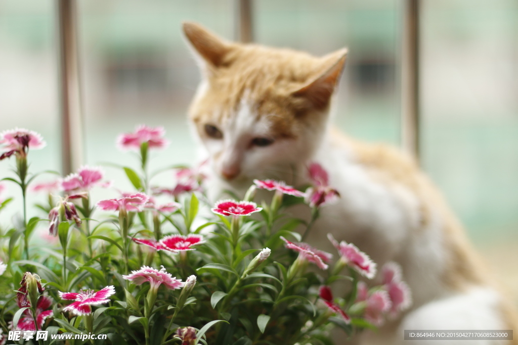 猫和花