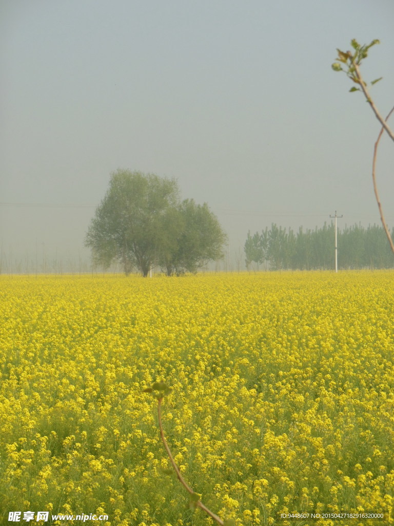 油菜花