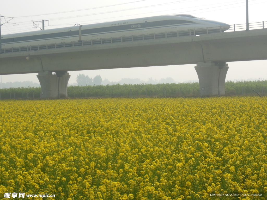 油菜花