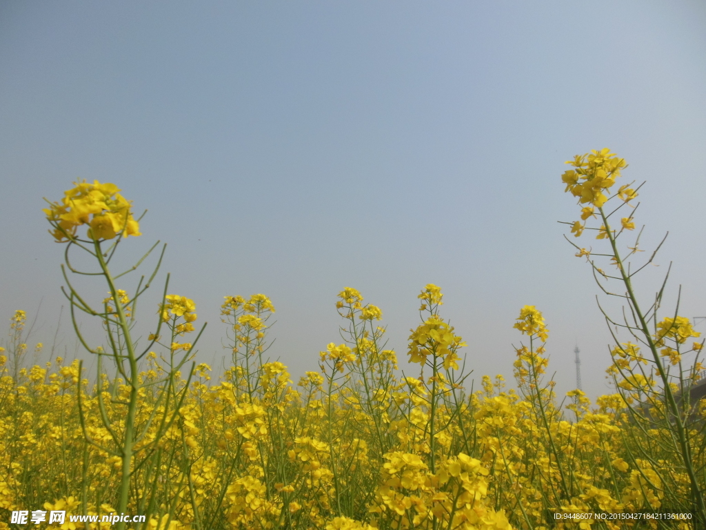 油菜花