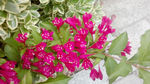 红王子锦带花枝