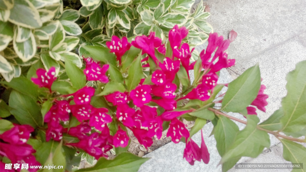 红王子锦带花枝