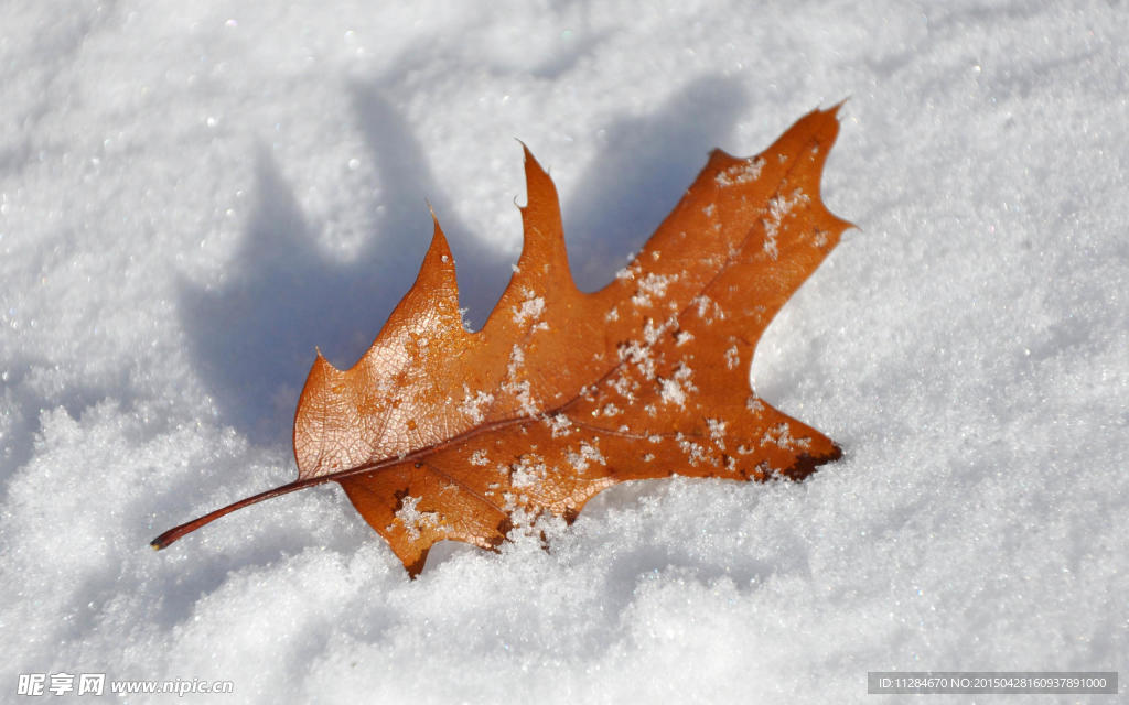 唯美雪地落叶