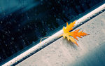 唯美雨中落叶