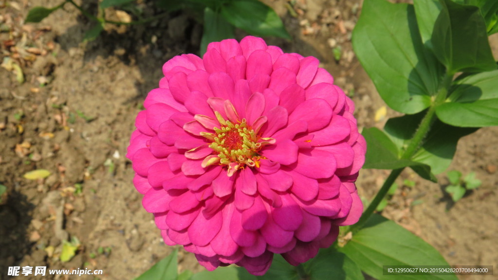 地瓜花