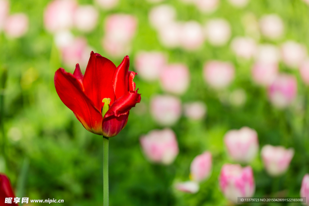 郁金香花园