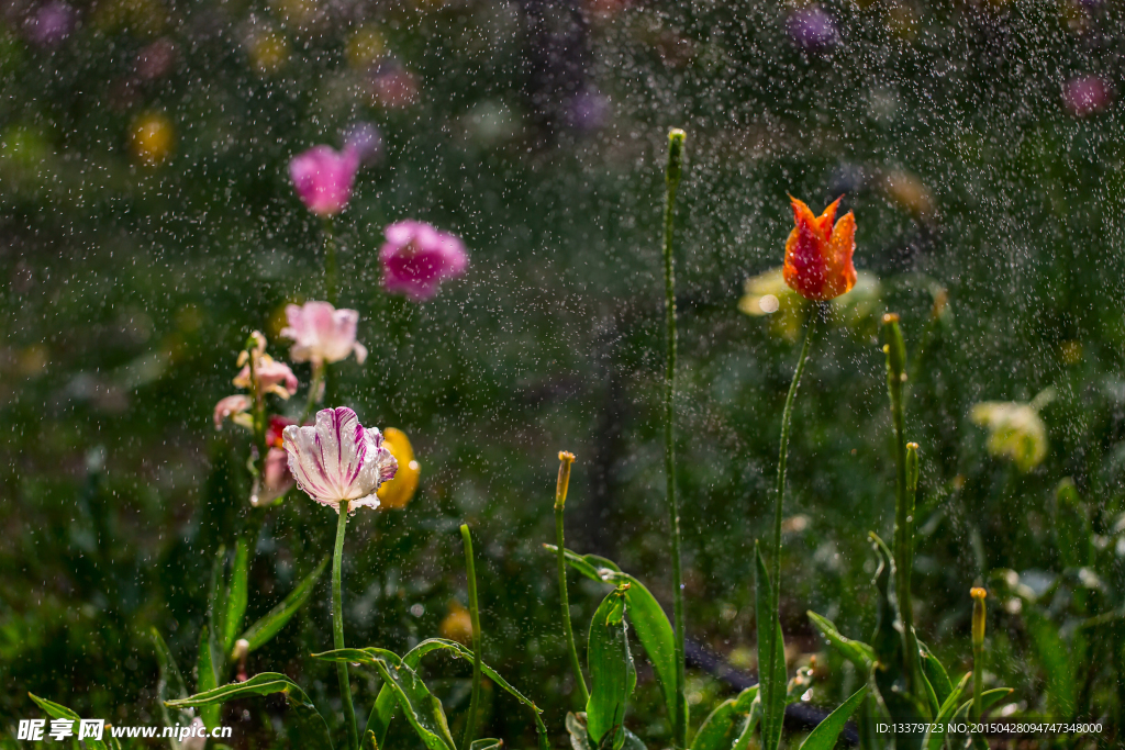 喷灌中的郁金香花园