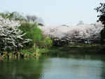 上海顾村公园