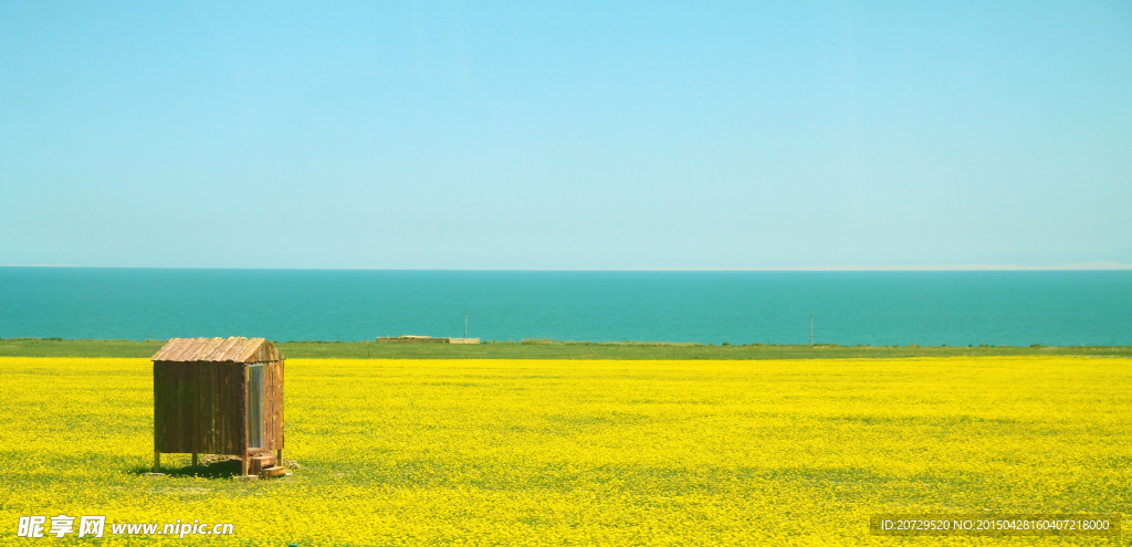 青海油菜花