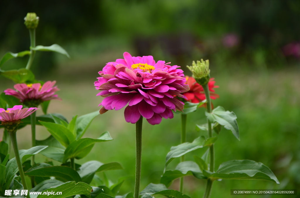 百日菊