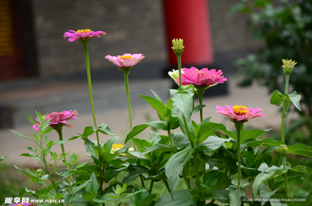 花草
