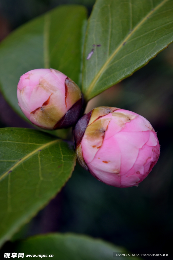 粉色山茶花花蕾