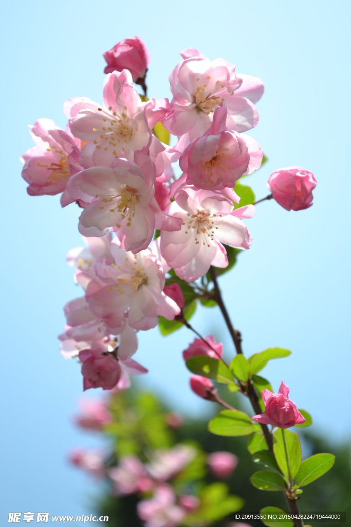 垂丝海棠花