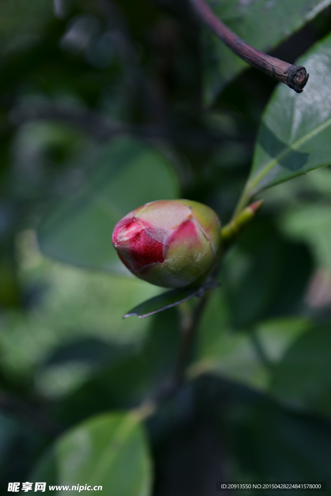 红色山茶花花蕾