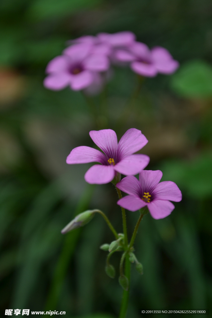 三叶草花