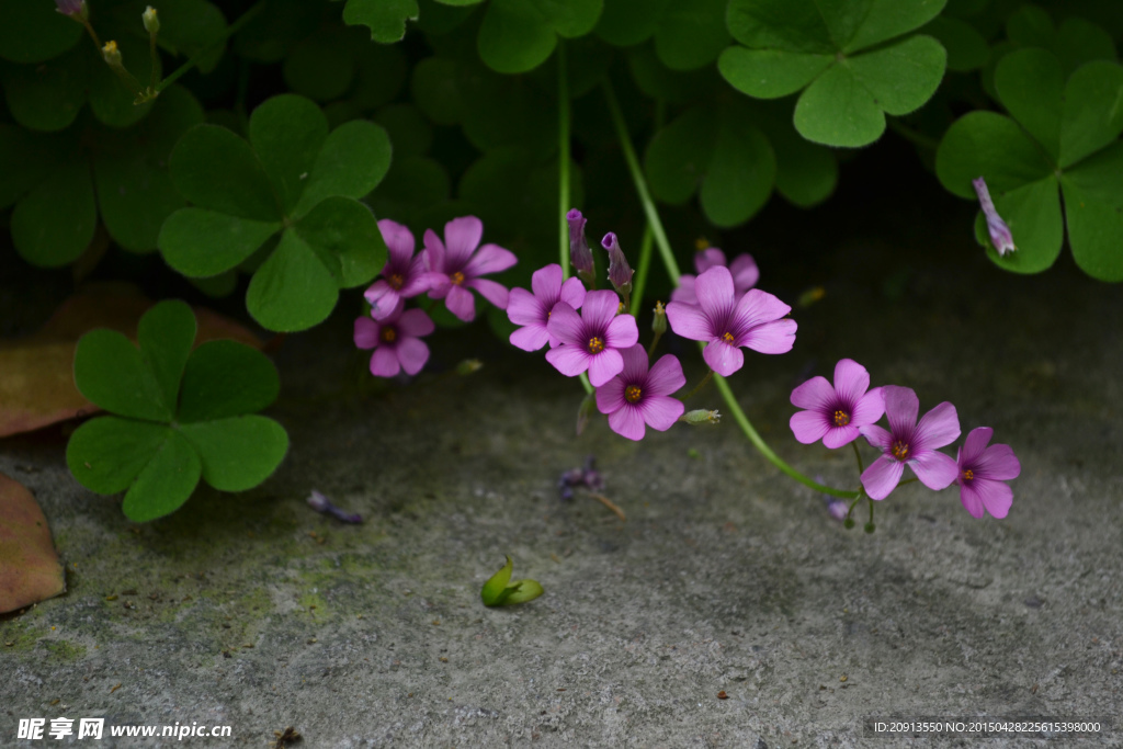 三叶草花