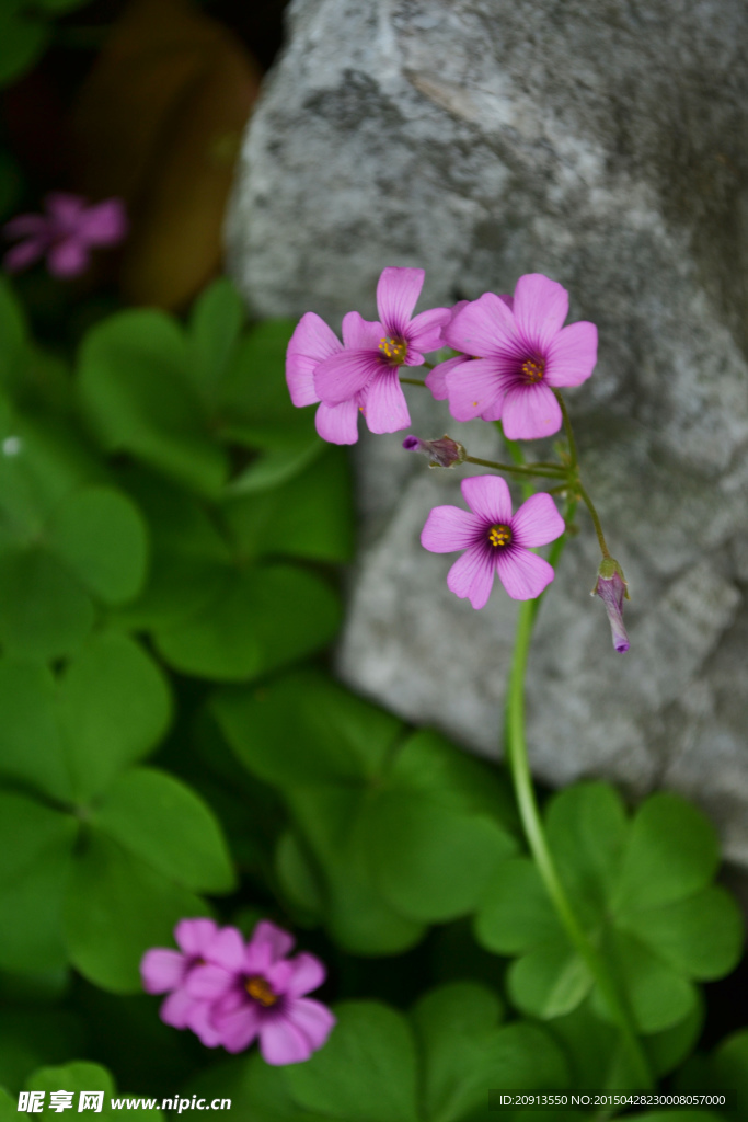 三叶草花