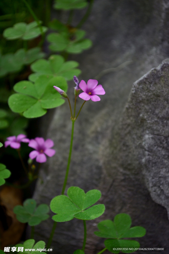 三叶草花