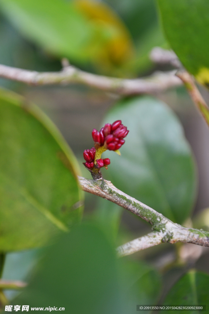 树叶中的红色花蕾