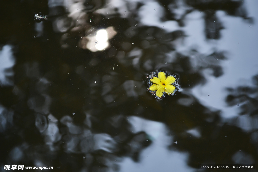 水中的落花