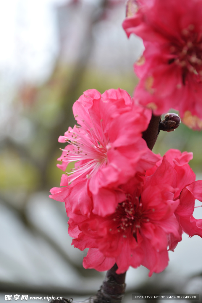 粉红色的桃花