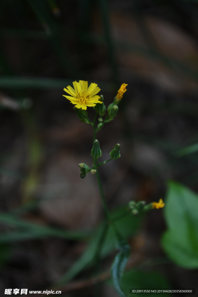 黄色小野花