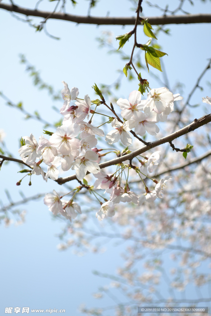 樱花
