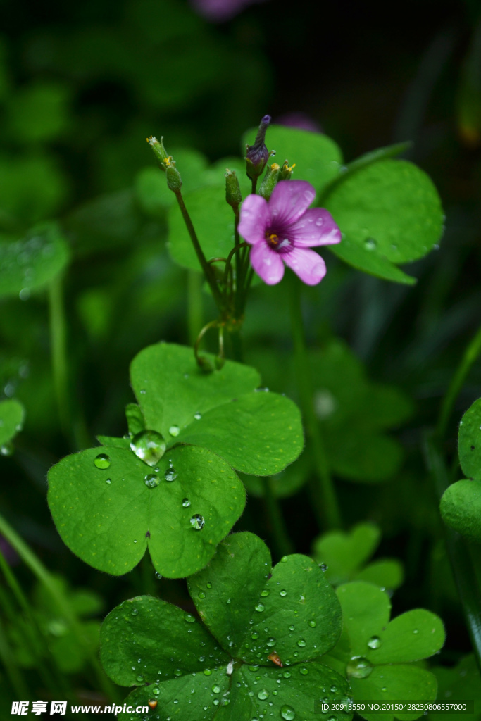 雨后的三叶草花